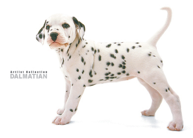 Fotka se otevře v novém okně